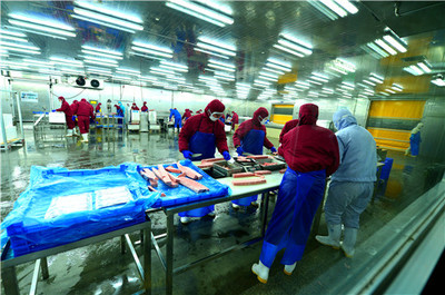 在金槍魚加工車間,工人正在加工金槍魚。(通訊員 楊志禮 攝)